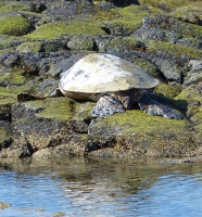 Sea turtle resting